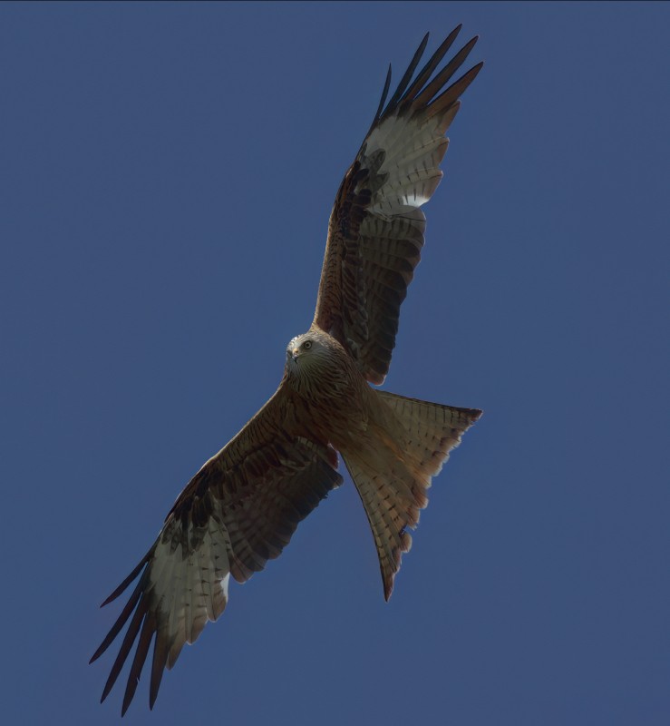 Redkite_14.jpg