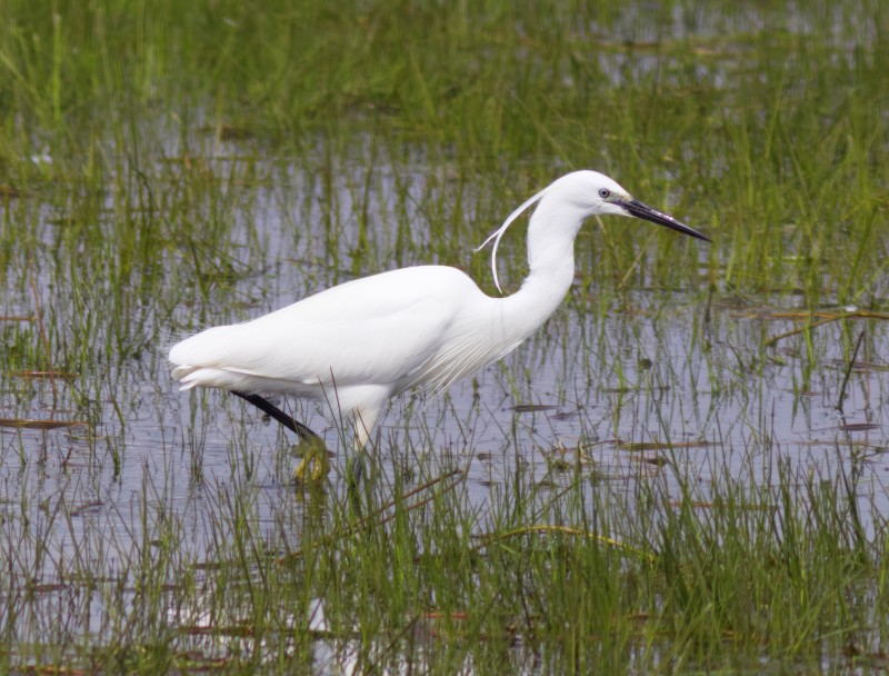 Greategret.jpg